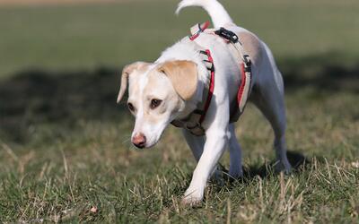 Hund auf Fährtensuche