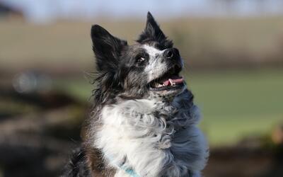 Portrait von Hund