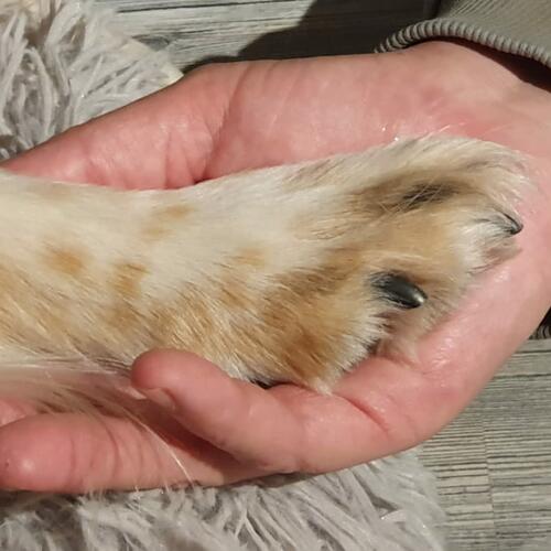 Pfote und Hand