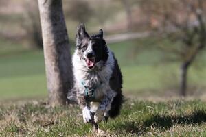 rennender Hund